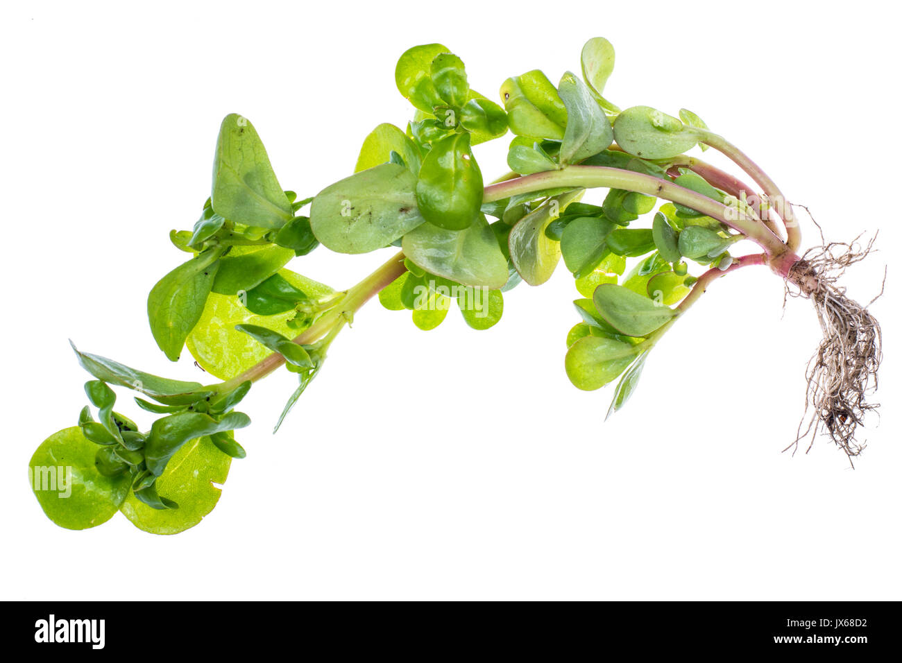 Portulak frischen Kräutern aus dem Garten. Studio Foto Stockfoto