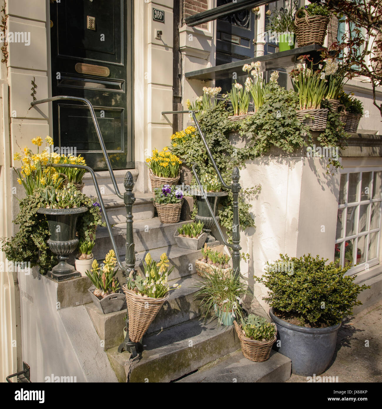 Pflanzen auf der Treppe eines Hauses Eingang in Amsterdam (Niederlande).  März 2015. Quadratisches Format Stockfotografie - Alamy