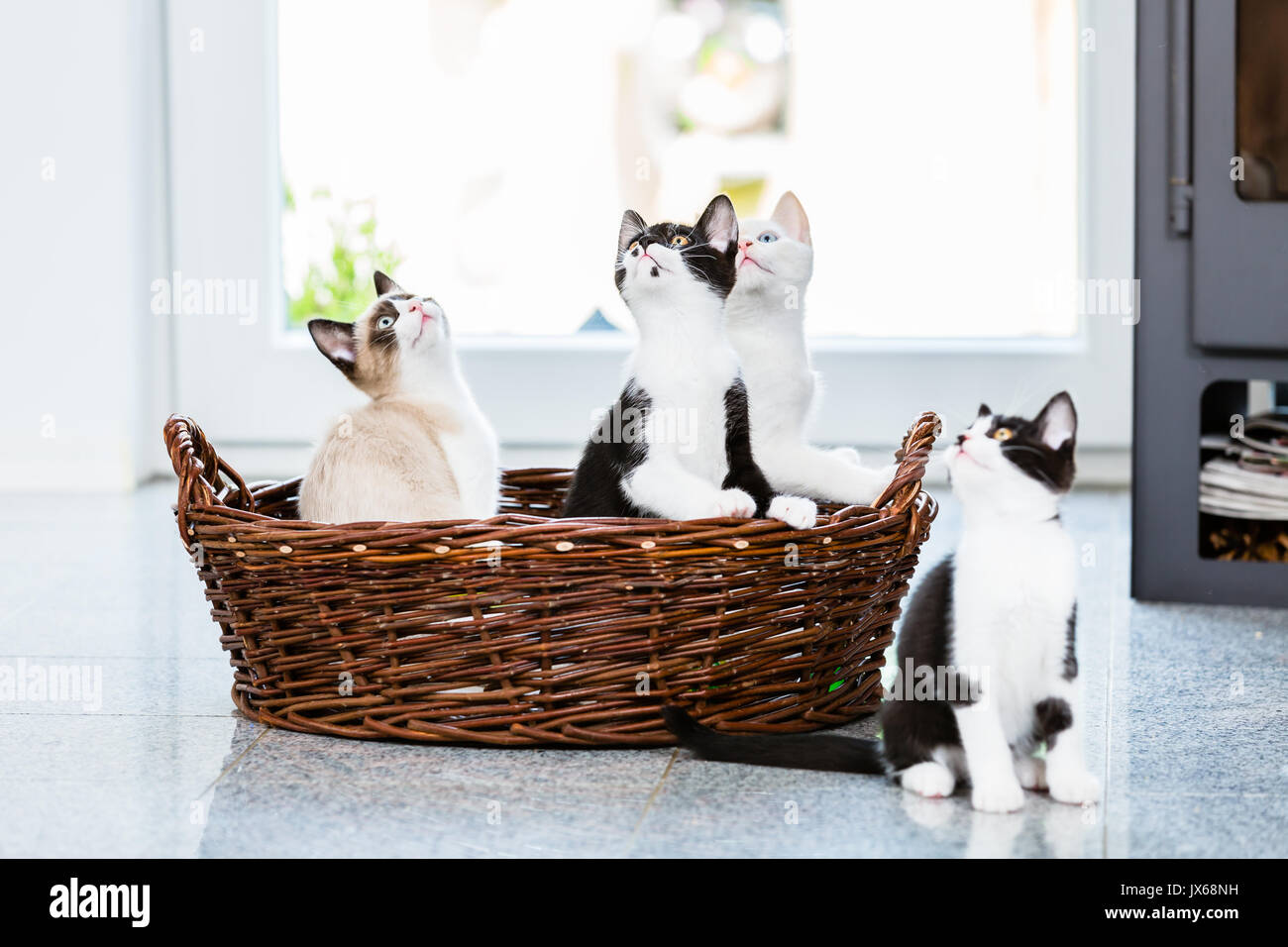 Süße Kätzchen suchen mit Neugier Stockfoto