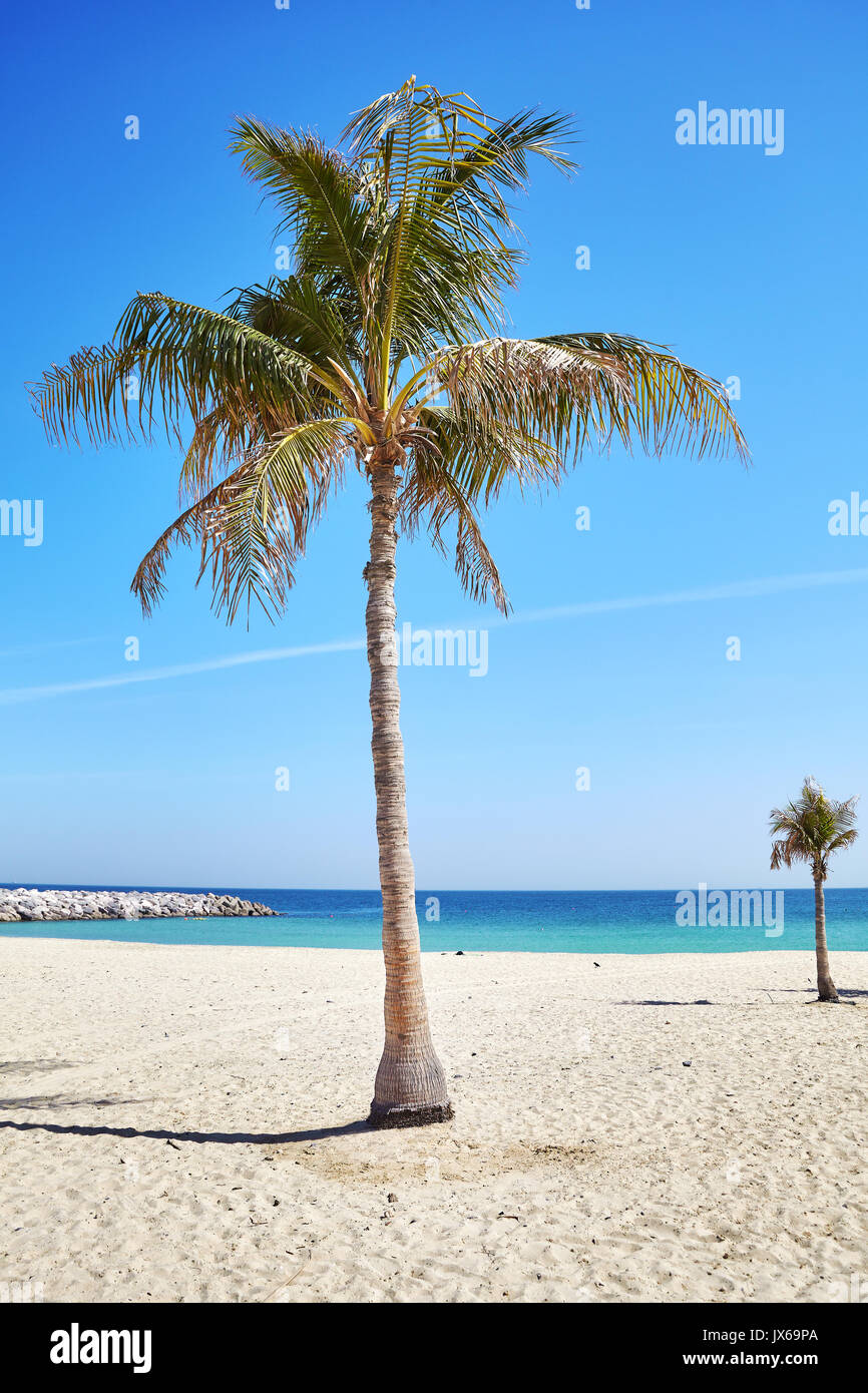 Palmen am schönen Strand, Sommer Urlaub Konzept. Stockfoto