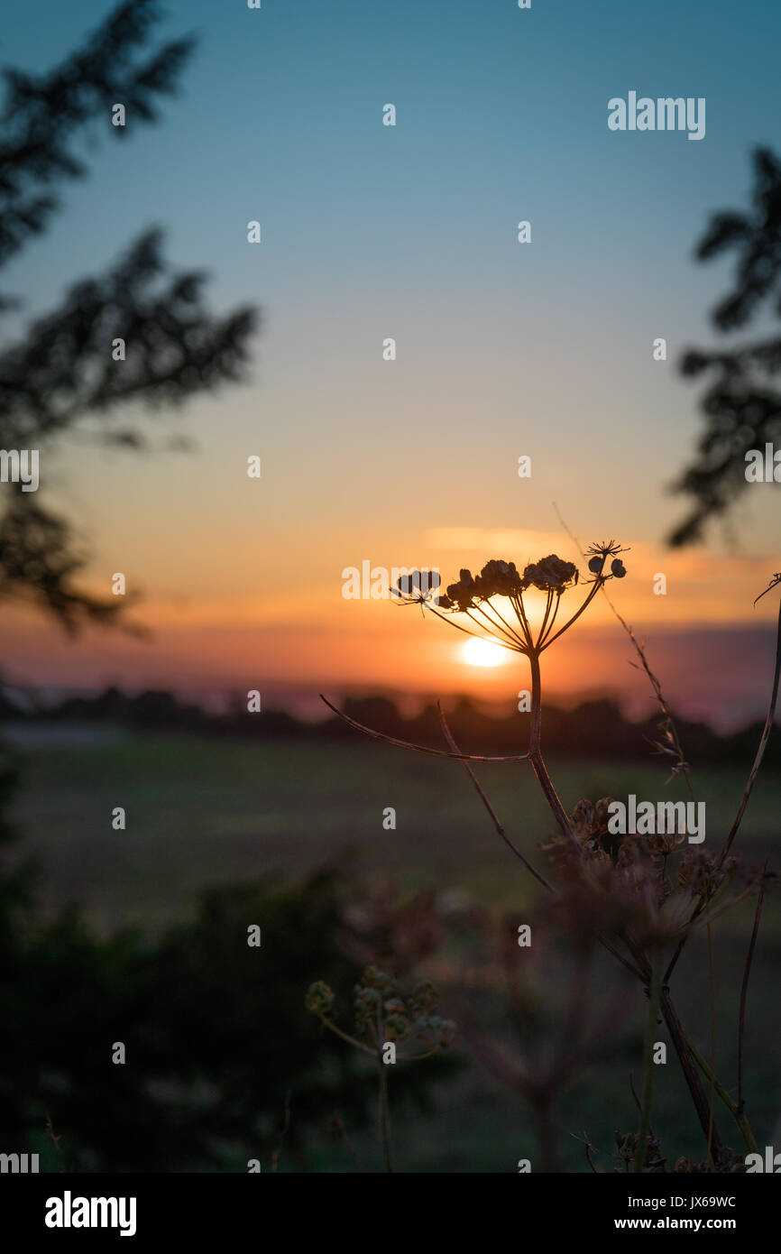 Grobe Kerbel anlage Silhouette gegen Sonnenuntergang, Farley Mount Country Park, Hampshire, Großbritannien Stockfoto