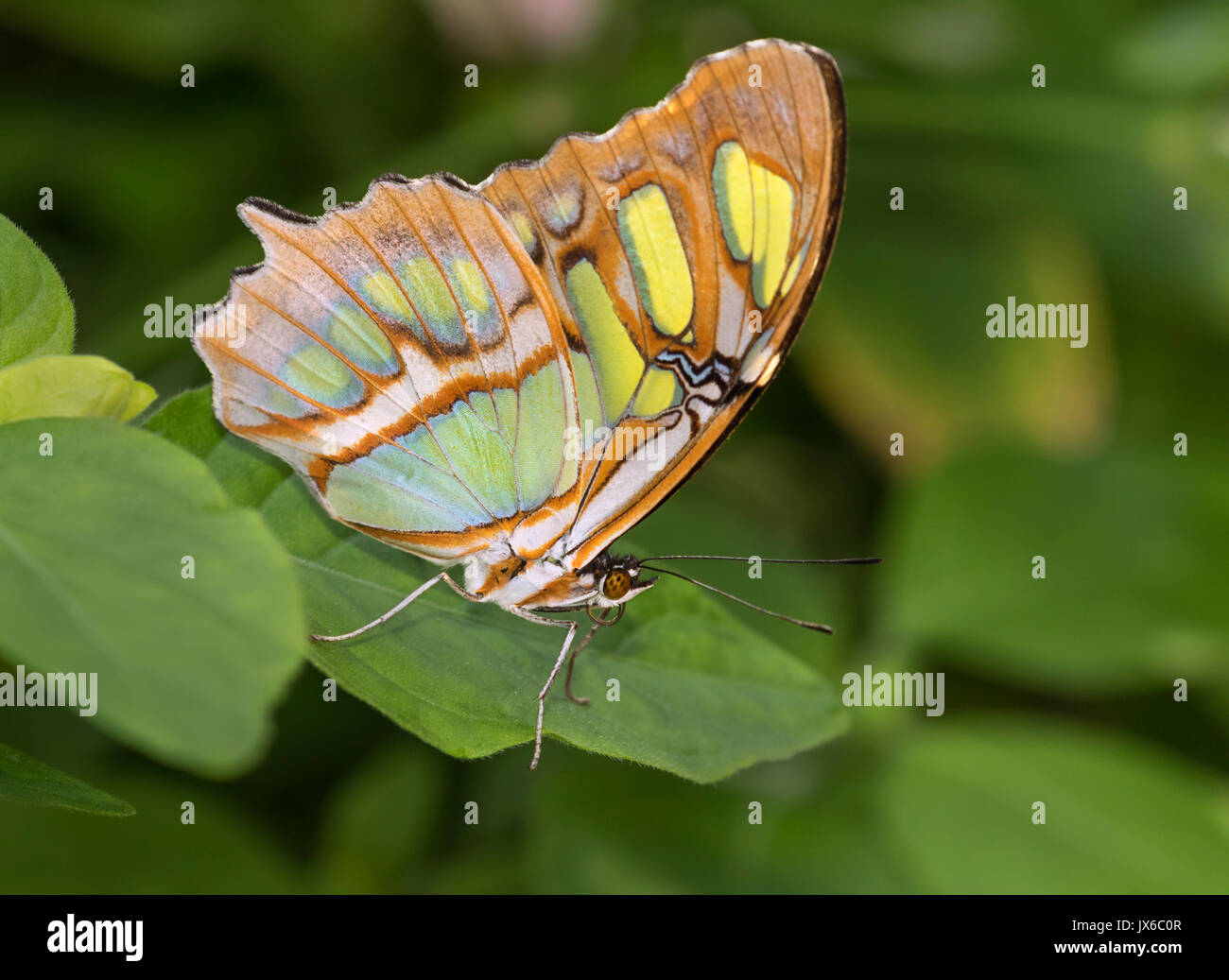 Siproeta stelenes (Malachit) ist ein NEOTROPISCHER Pinsel-footed Schmetterling (Nymphalidae) Stockfoto