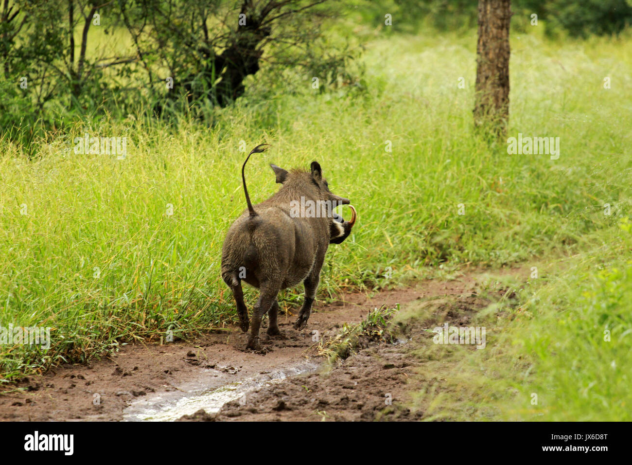 Afrikanisches warzenschwein -Fotos und -Bildmaterial in hoher Auflösung ...