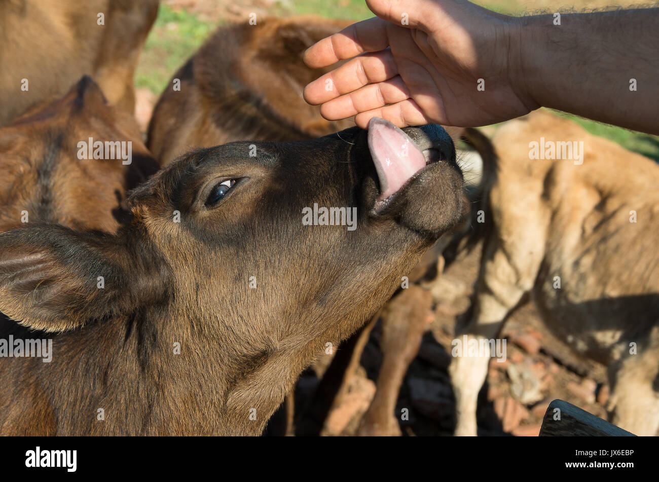 In der Viehzucht. Das Kalben. Baby Kuh. Stockfoto