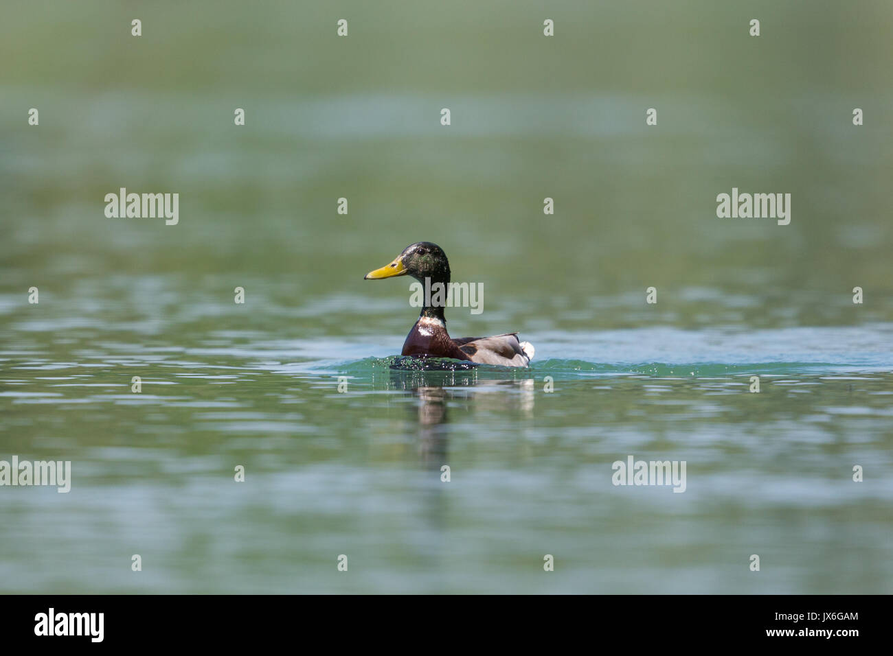 Portrait männliche Stockente (Anas platyrhynchos) Schwimmen im grünen Wasser Stockfoto