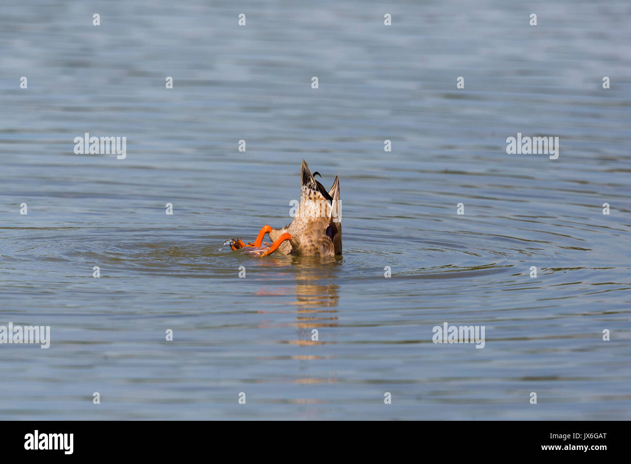 Schwanz der natürlichen Dabbling Duck beim Füttern von unten (Anas platyrhynchos) Stockfoto