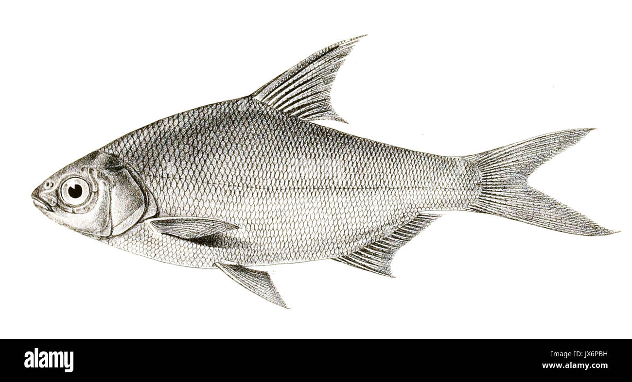 Rohtee belangeri Achilles 147 Stockfoto