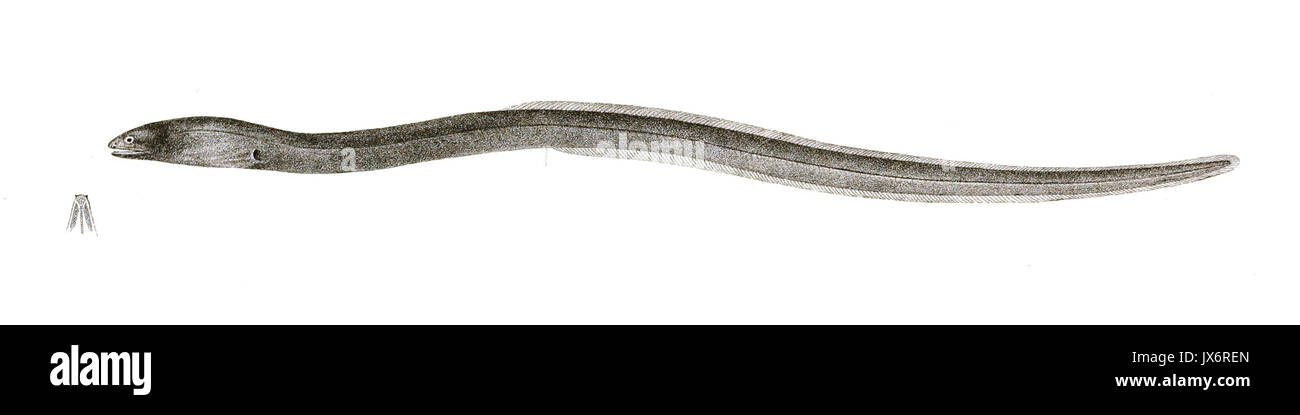 Muraena polyzona Achilles 169 Stockfoto