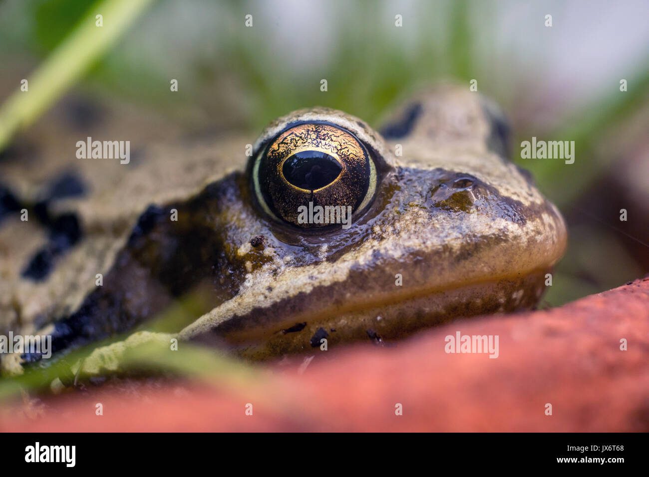 Eine Kröte entspannt in einer Blume - Topf in ein Brighton Garten Stockfoto