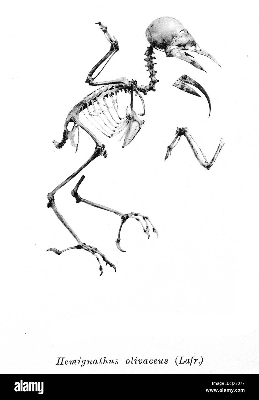 Hemignathus olivaceus 206 Stockfoto