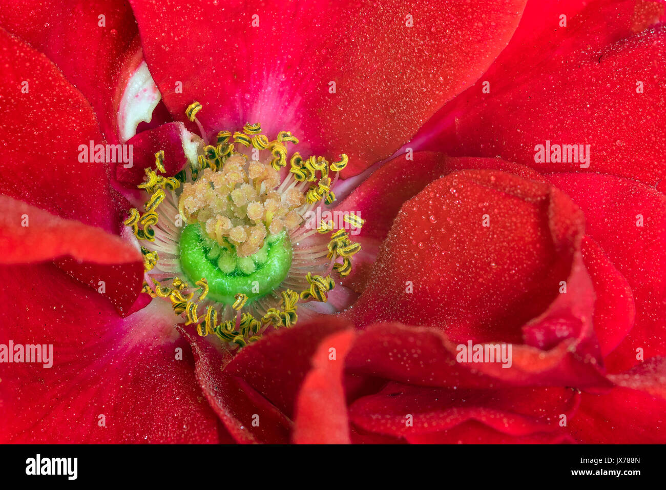 Makro Nahaufnahme von der Mitte einer roten Rose Blume, mit kleinen regen Wassertropfen auf der Mitte gelbe Stängel und Blüten, mit viel Detail und sharpn Stockfoto