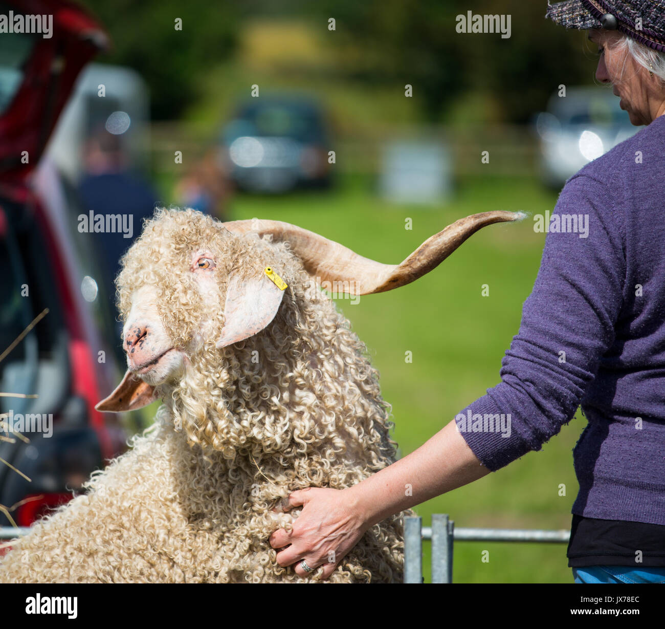 Angoraziege an der südlichen Landwirtschaft zeigen Stockfoto