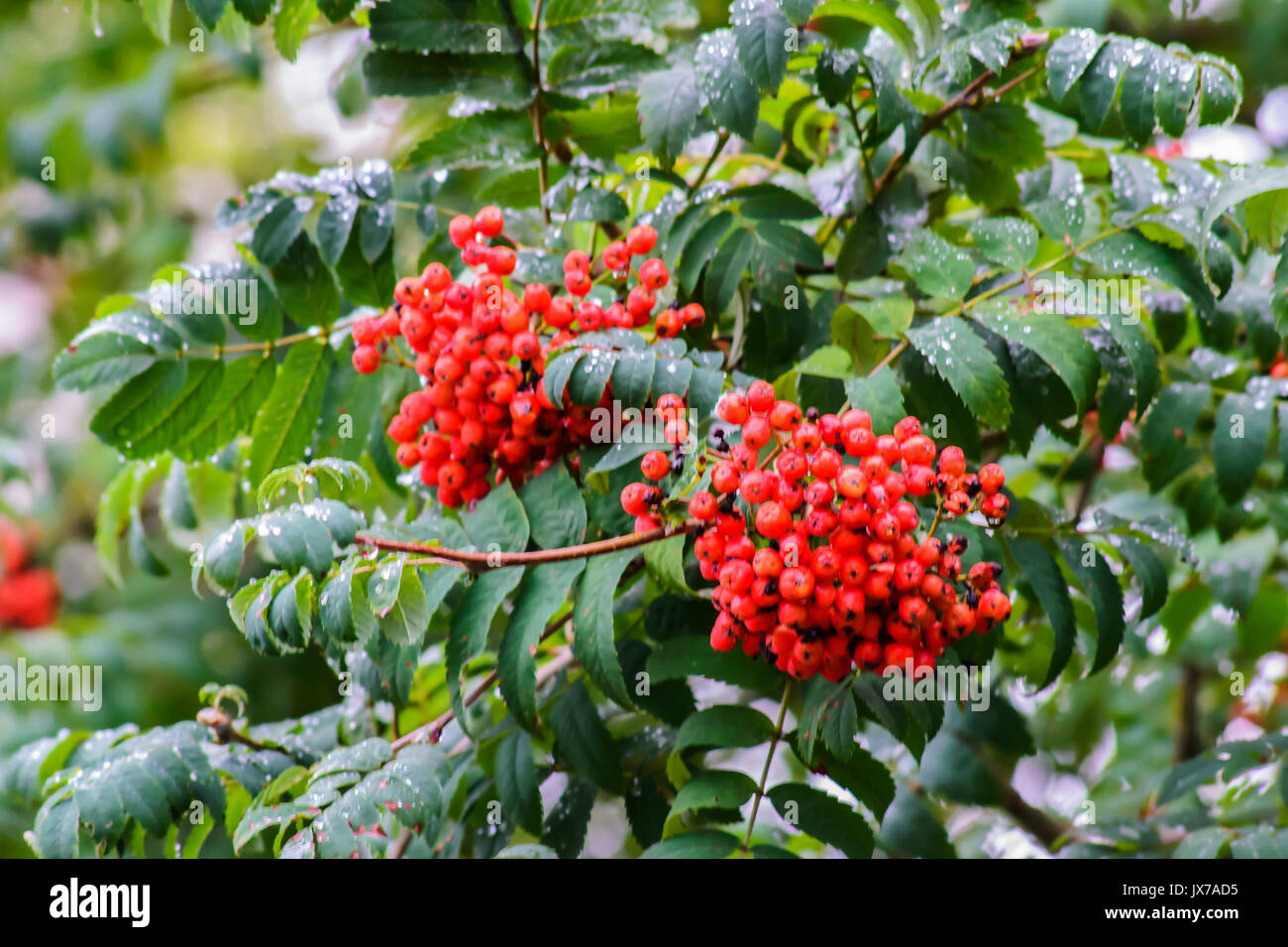 Vogelbeere Früchte hängt am Baum nach Regen. Stockfoto