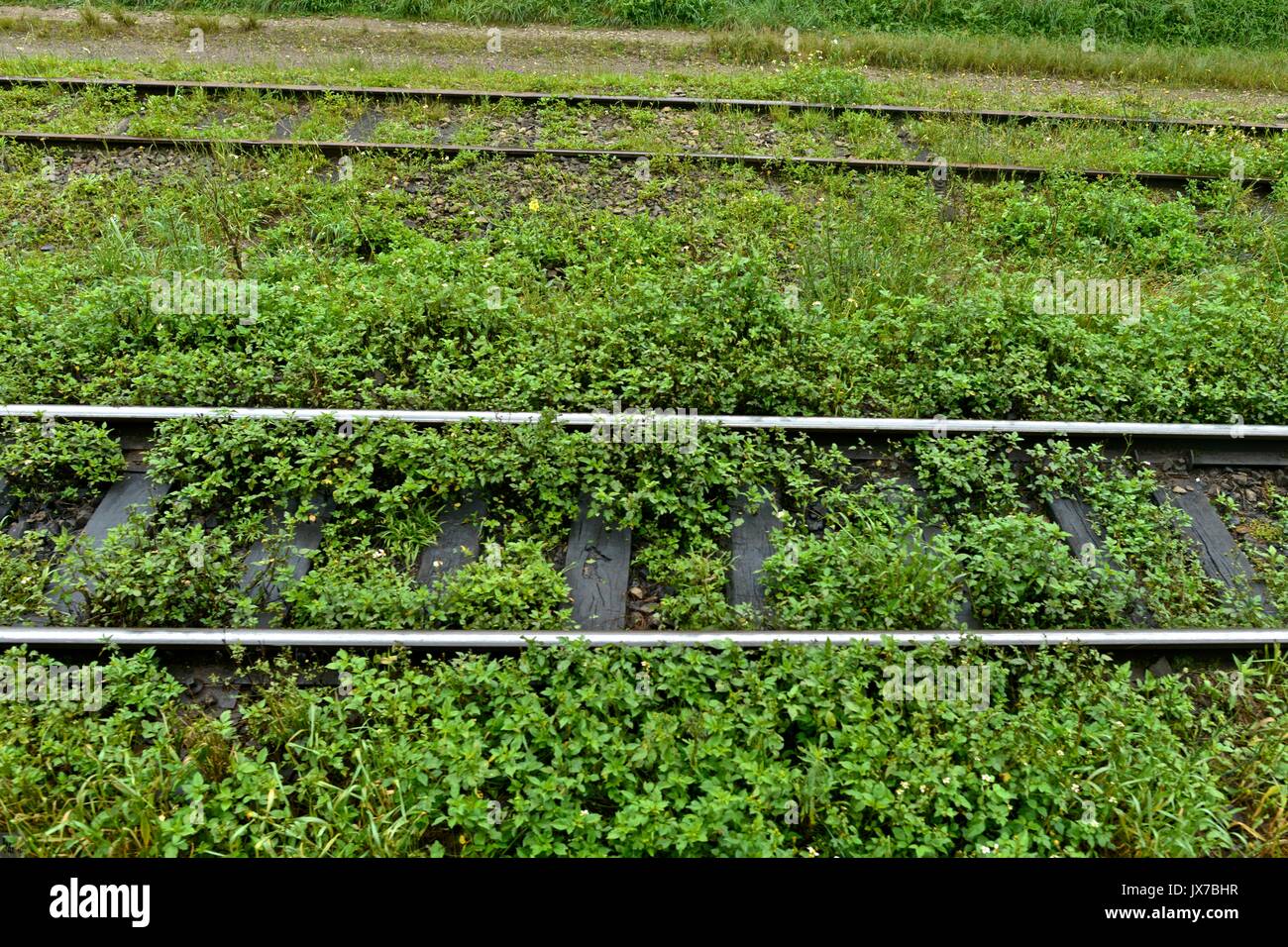 Die touristische Paranagua-Curitiba Eisenbahn, mit dem Ziel der historischen Stadt Morrentes. Stockfoto