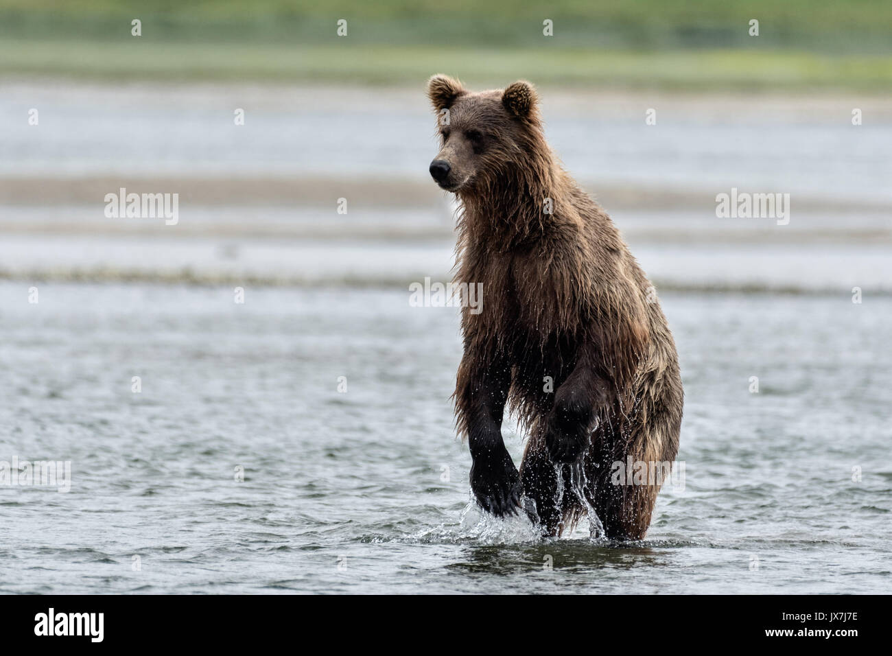 Ein Grizzly Bär sub-Erwachsenen steht für Chum salmon im unteren Lagune am McNeil River State Game Sanctuary auf der Kenai Halbinsel, Alaska zu sehen. Der abgelegene Standort ist nur mit einer Sondergenehmigung erreichbar und ist der weltweit größte saisonale Population von Braunbären. Stockfoto