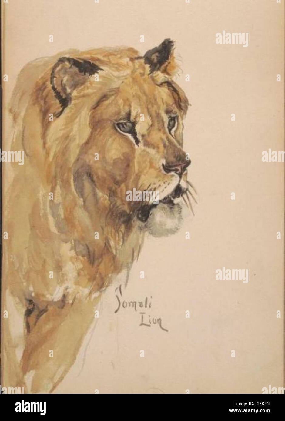 Lion Aquarell Stockfoto