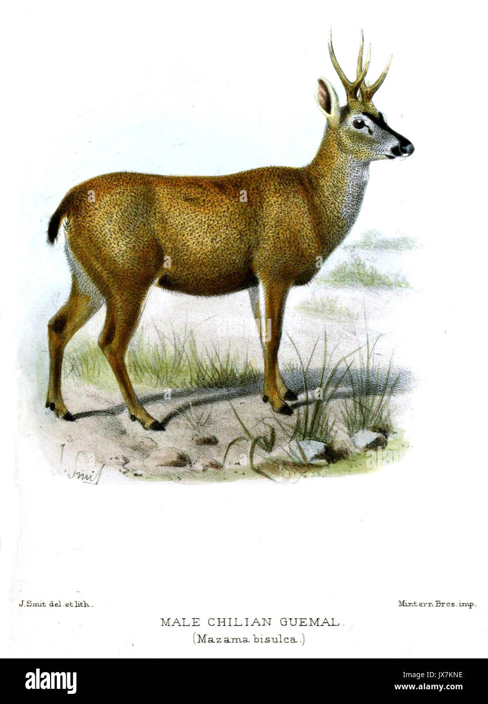 MazamaBisulcaSmit Stockfoto