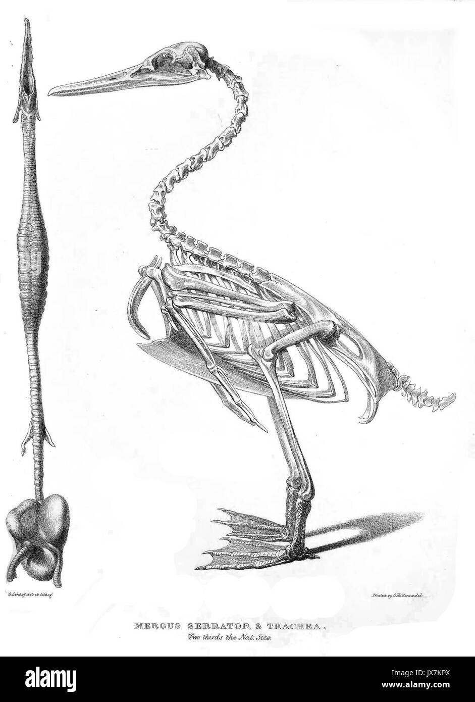 MergusSerratorSkeleton Stockfoto