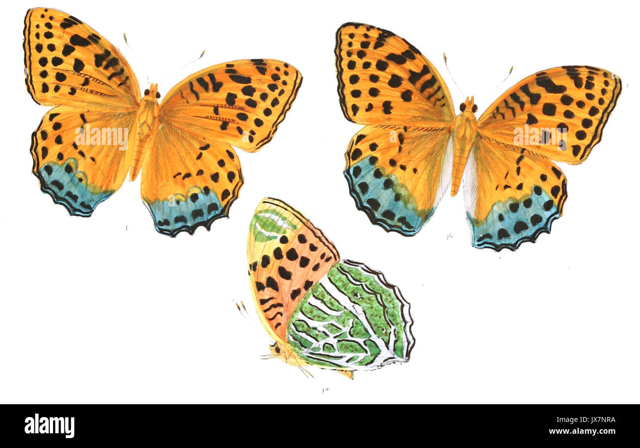 DryasChildreni 372 1. Stockfoto