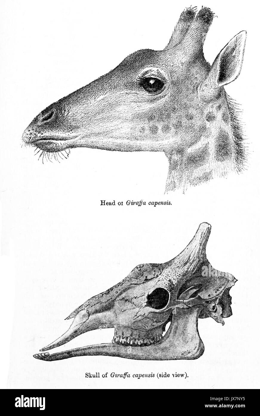 GiraffaCapensisSmit Stockfoto