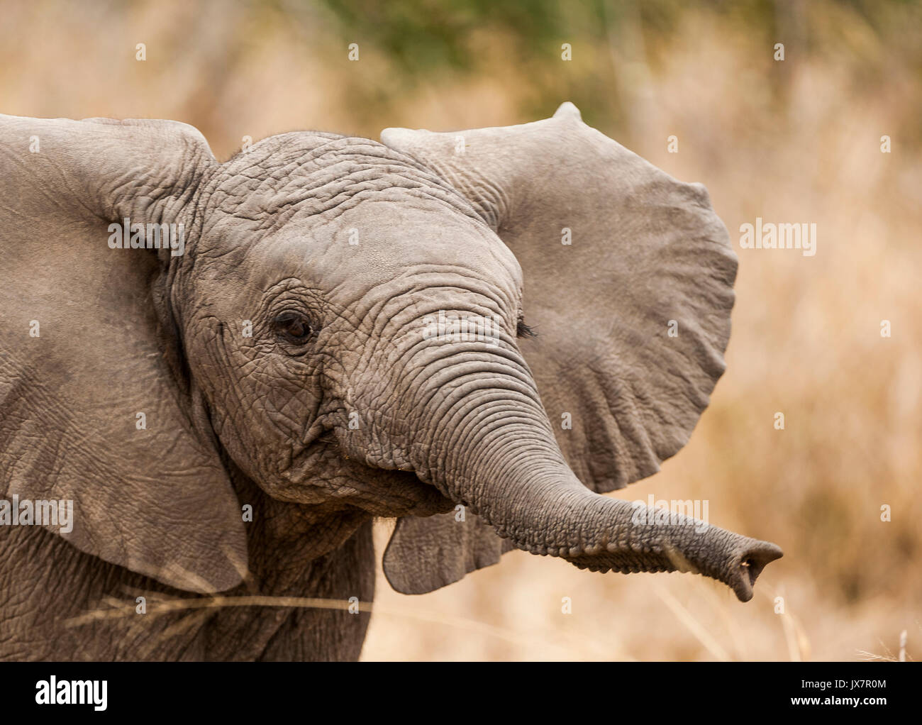Afrikanischer Elefant Kalb (Bush Unterarten), Loxodonta africana, in Sabi Sand Reserve, MalaMala, Südafrika. Stockfoto
