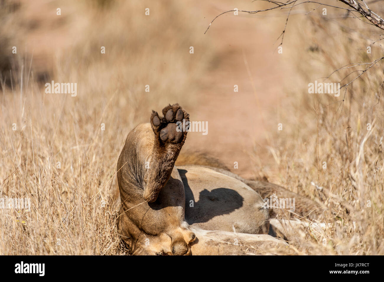 Fuß Der afrikanische Löwe Panthera leo, in Sabi Sand Reserve an MalaMala, Südafrika. Stockfoto