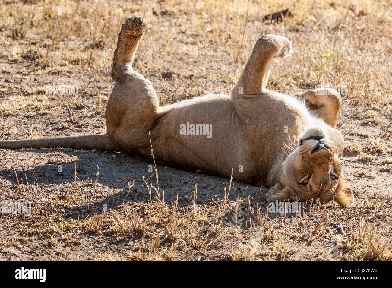 Afrikanischer Löwe Panthera leo, in Sabi Sand Reserve an MalaMala, Südafrika. Stockfoto