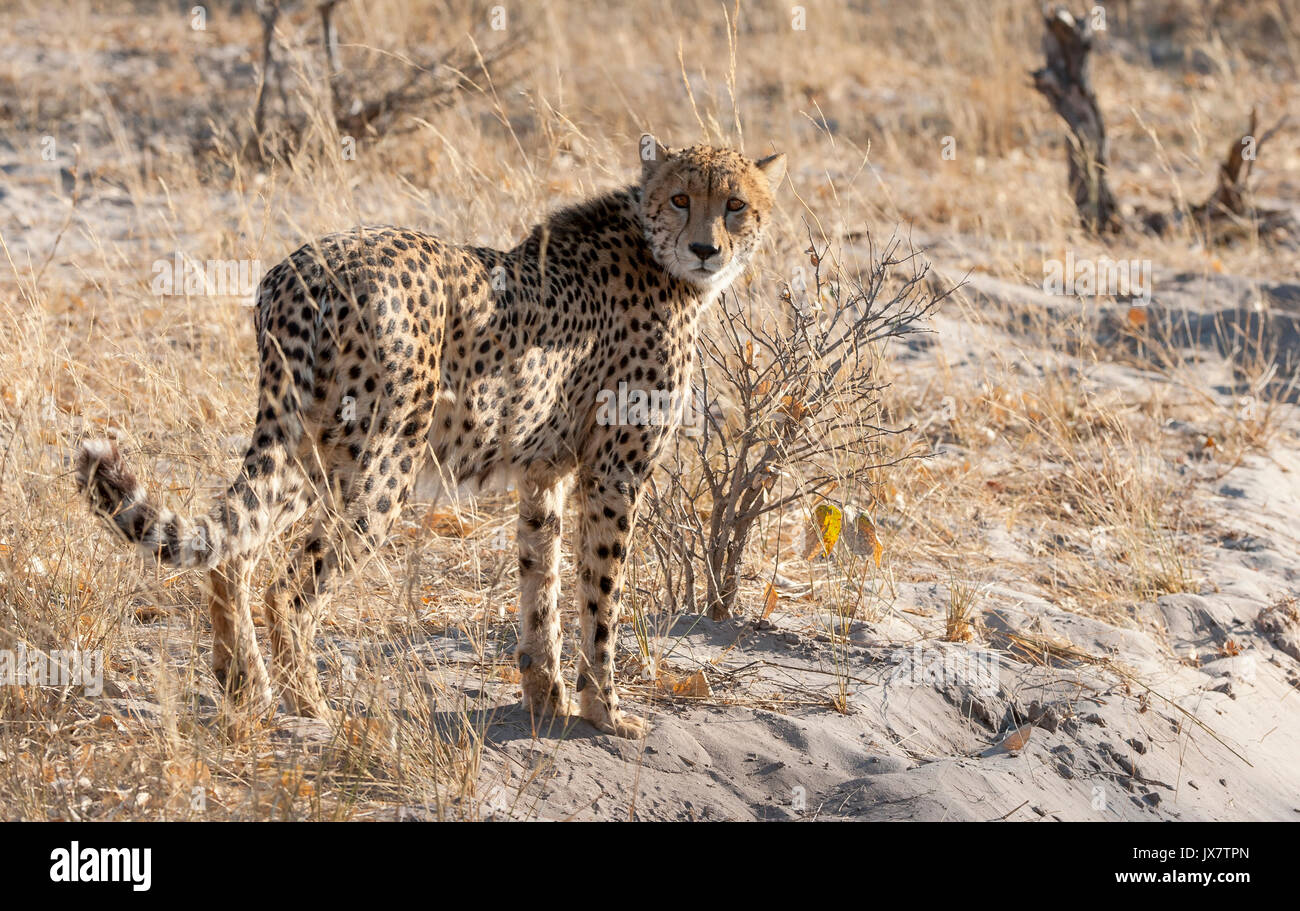 Cheetah, Acinonyx jubatus, im linyanti Wildlife Reserve im Norden Botswanas. Stockfoto