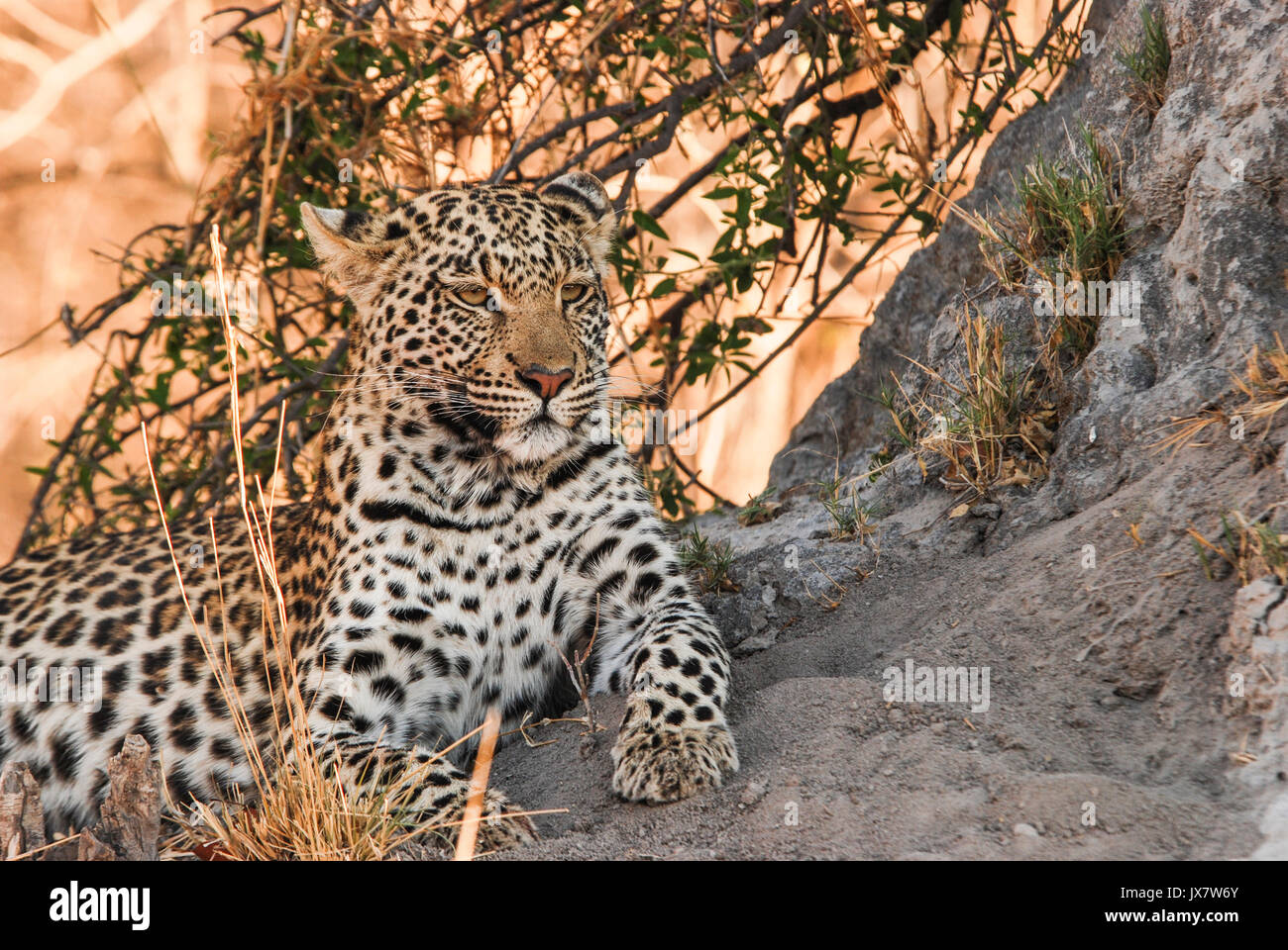 Leopard Panthera Pardus, Wildife Linyanti Reserve im Norden Botswanas. Stockfoto