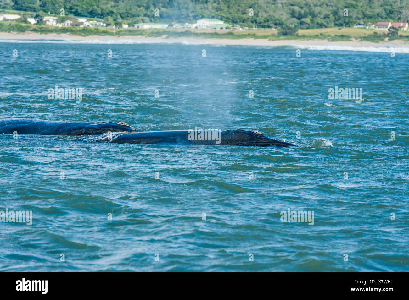 Southern Right Whale, Eubalaena Australis, in Plettenberg in Plettenberg Bay, Südafrika. Stockfoto
