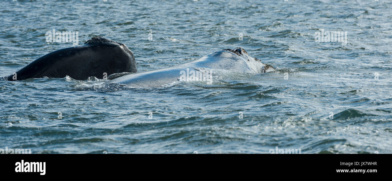 Southern Right Whale, Eubalaena Australis, in Plettenberg in Plettenberg Bay, Südafrika. Stockfoto