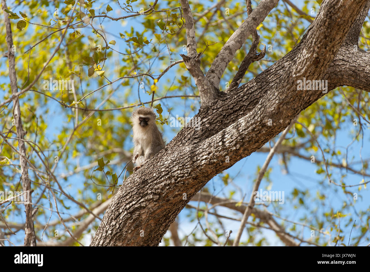 Meerkatze, Chlorocebus pygerythrus, in Sabi Sand Reserve, in MalaMala, Südafrika. Stockfoto