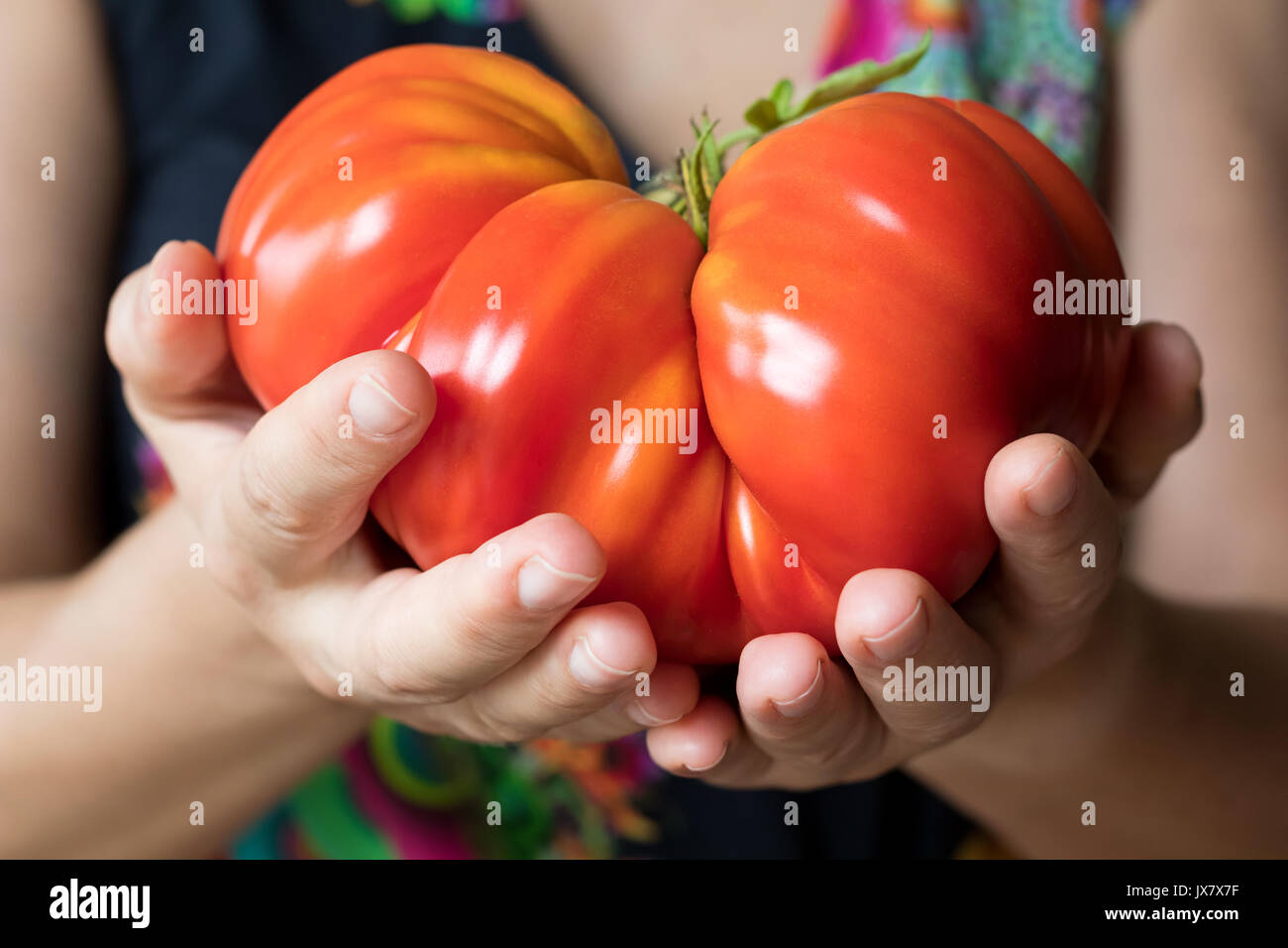 Hände halten und mit einem riesigen zapotec Plissee heirloom Tomaten Stockfoto