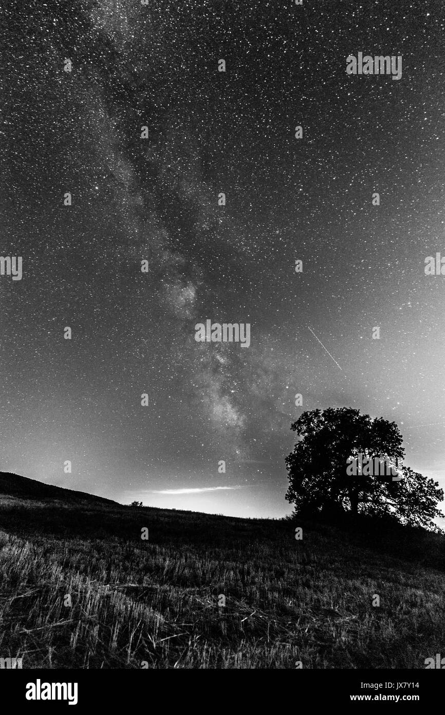 Schöne Sicht auf die Milchstraße mit einem Baum und Gras im Vordergrund. Stockfoto