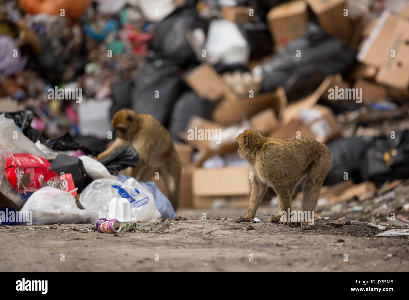 Barbary macaques Spülpumpe für Essen in einer Deponie in Gibraltar. Stockfoto