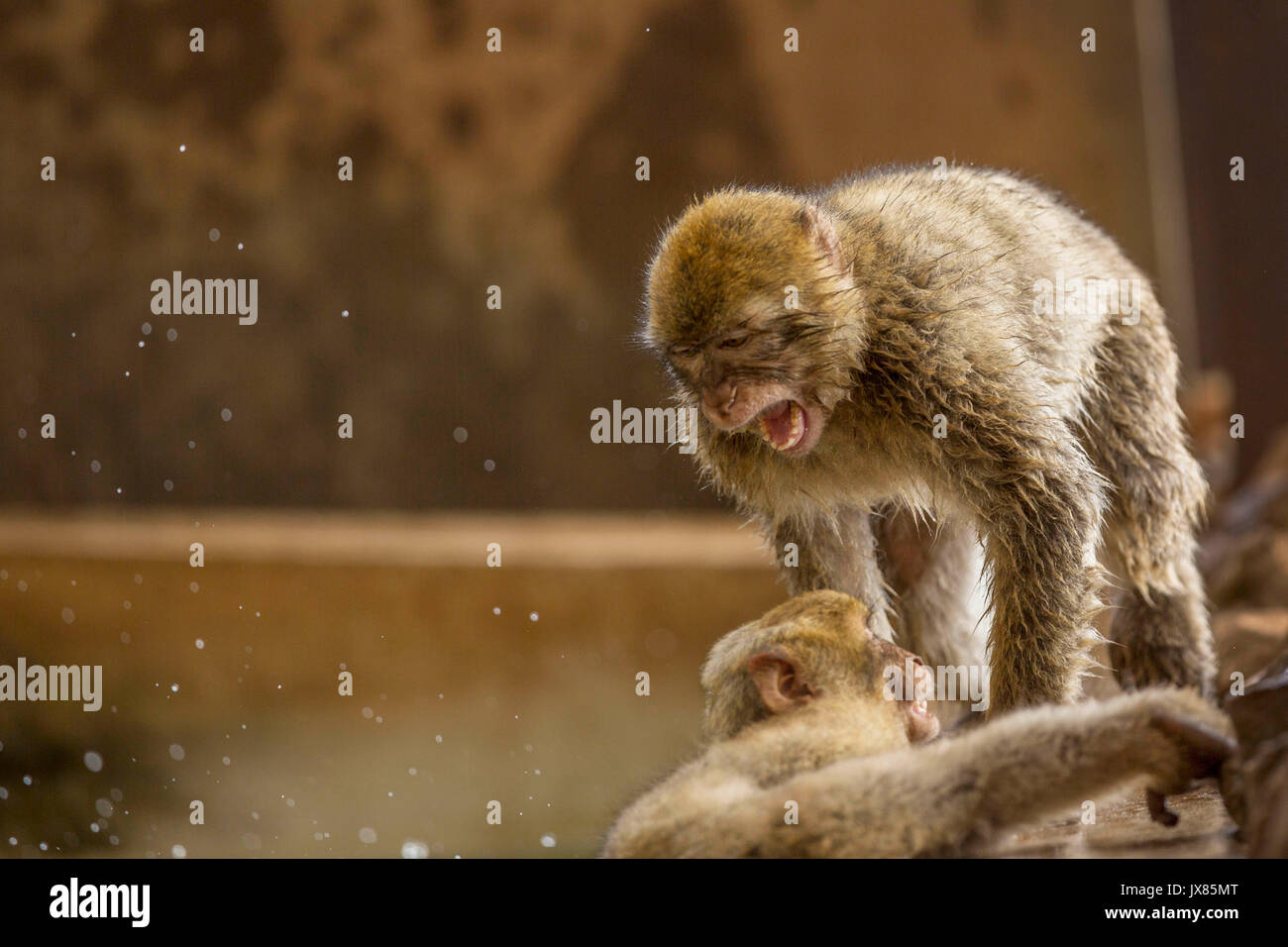 Junge Barbary macaques spielen Kampf in einem Pool in Gibraltar. Stockfoto