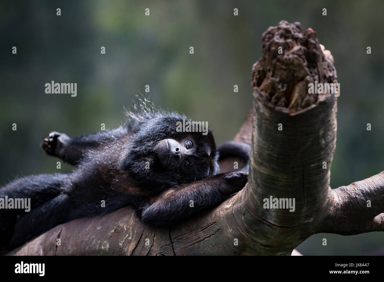 Schwarze Brüllaffe Stockfoto