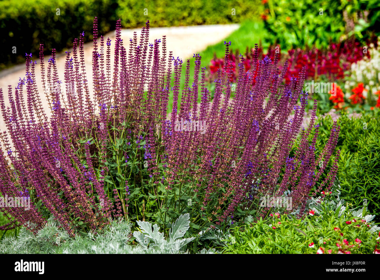 Salvia Blüte (Begriffsklärung) die größte Gattung von Pflanzen in der Familie, Lamiaceae, mit fast 1000 Arten von Sträuchern, Stauden, ein Stockfoto