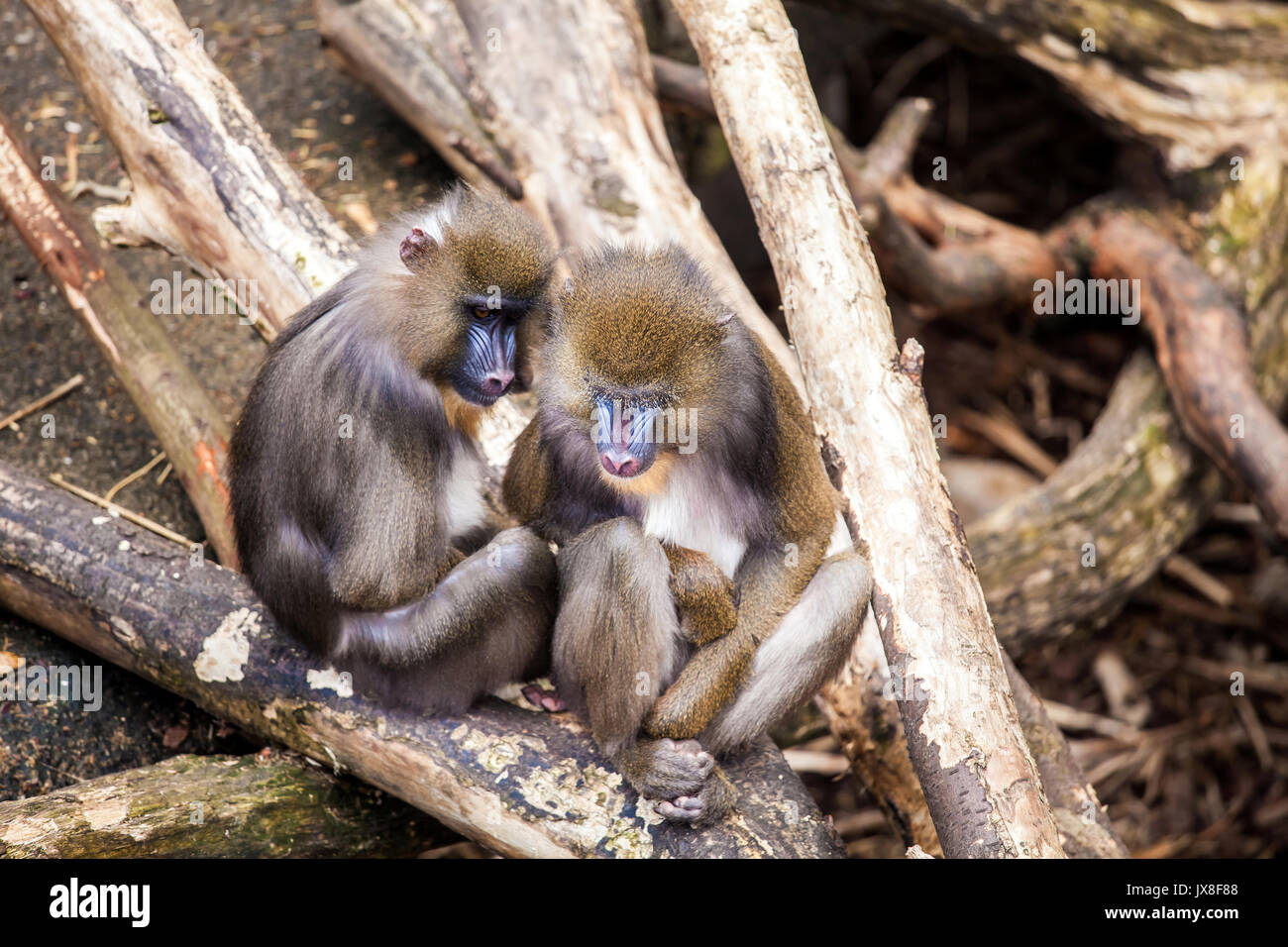 Zwei paar Affen umarmen Liebe im Zoo Stockfoto