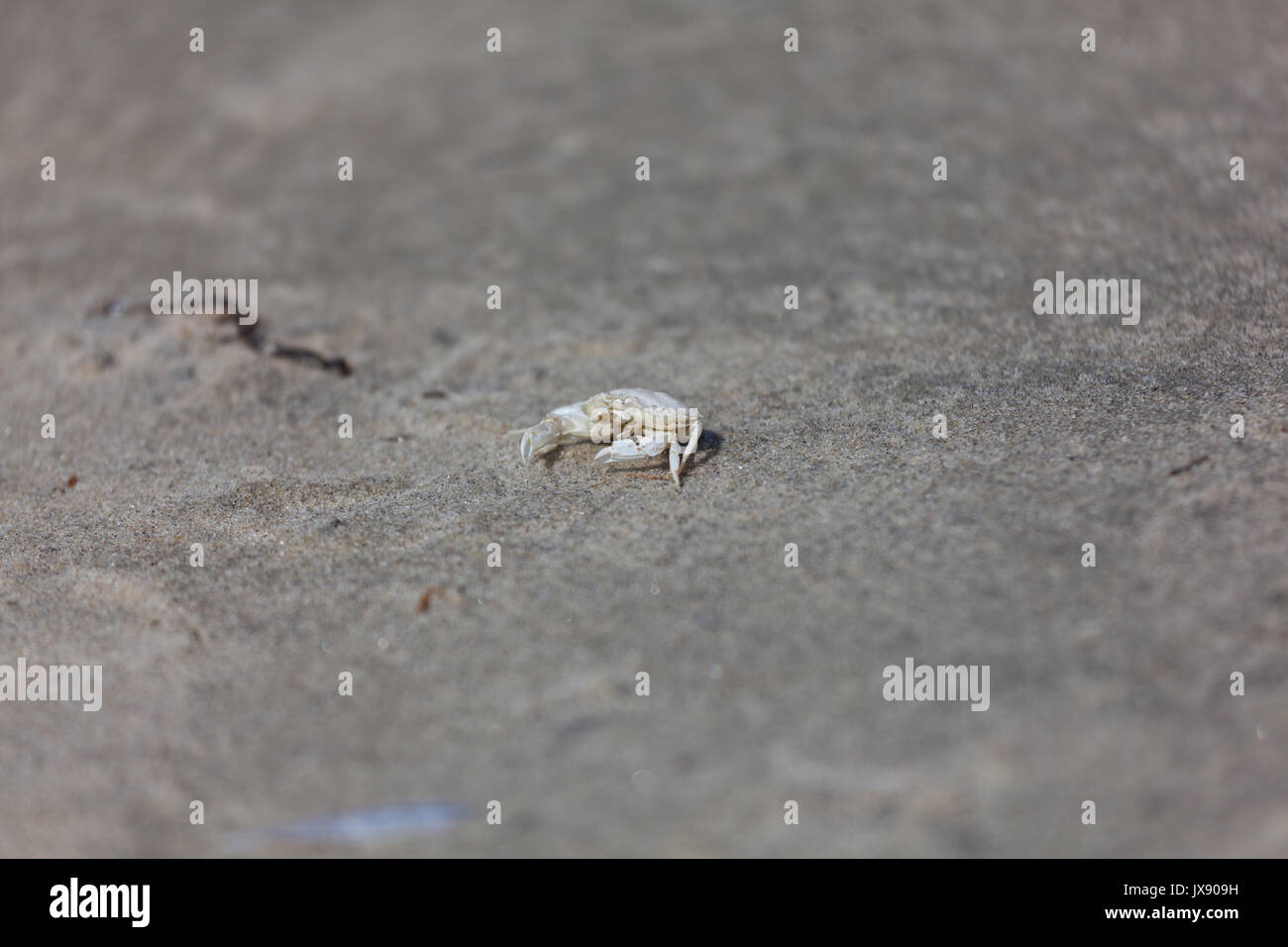 Die Überreste einer Krabbe Stockfoto
