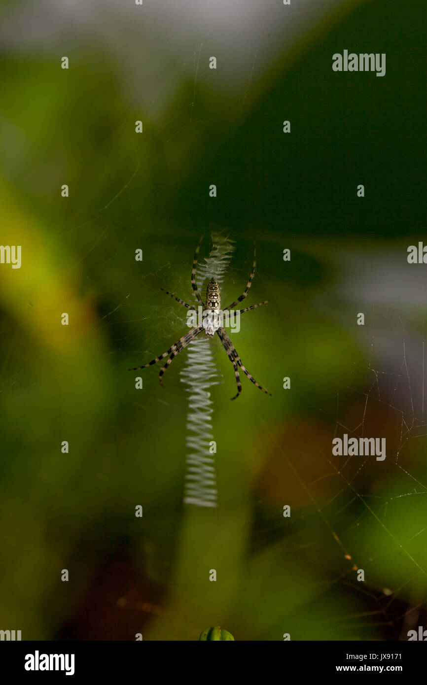 Orb Weaver spider Stockfoto