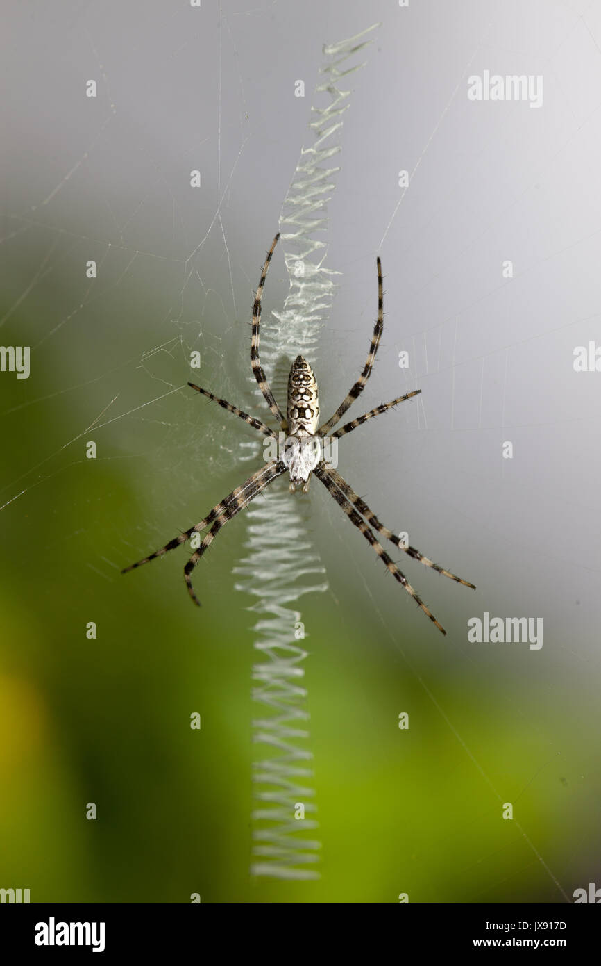 Orb Weaver spider Stockfoto