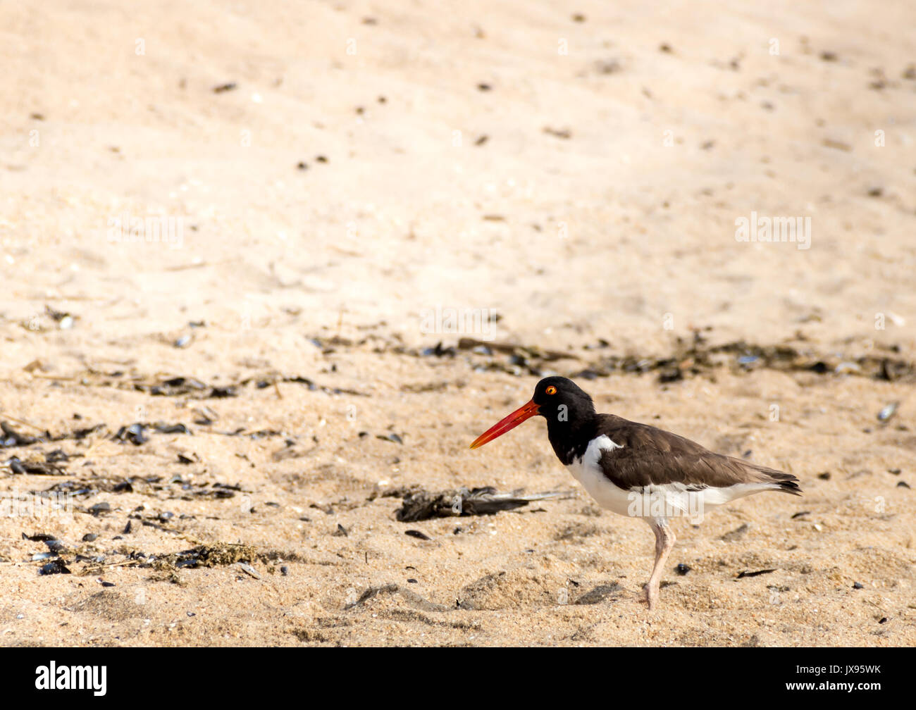 Amerikanische Austernfischer (Haematopodidae) auf der Suche nach Snacks am Strand Stockfoto