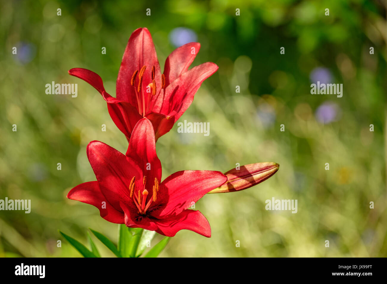 Eine einzelne rote Lilie Pflanze, Lilium, mit mehreren Blumen im Garten. Stockfoto