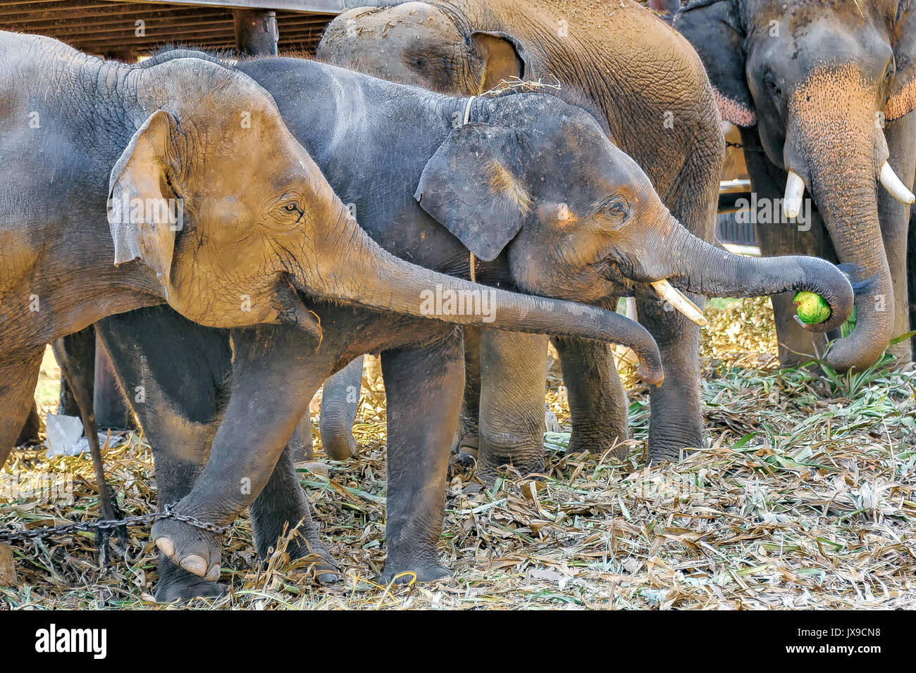 Elefanten und eine Wassermelone: junger Elefant packt eine Wassermelone mit  seinen Koffer, während ein anderer Elefant versucht, es von ihm zu nehmen  Stockfotografie - Alamy