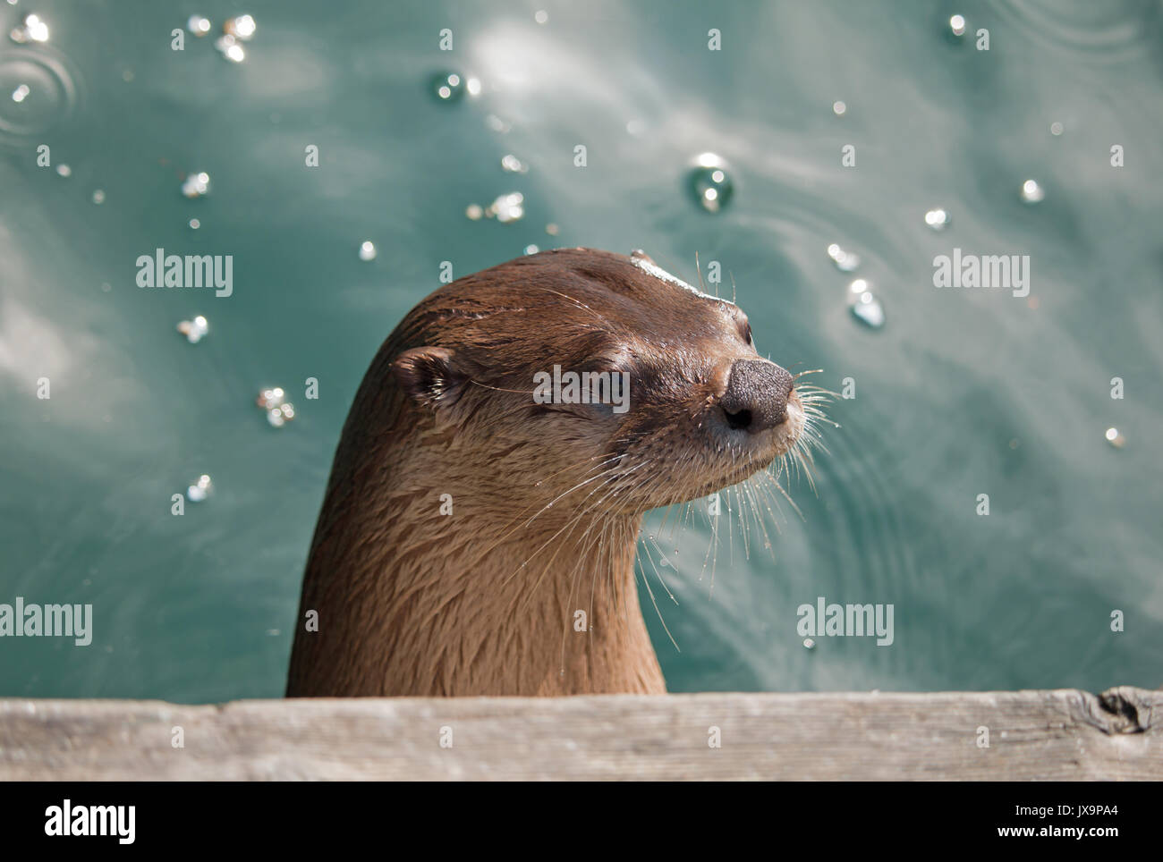 Der nordamerikanische Fluss Otter (Lontra canadensis) erhebt seinen Kopf über einem Yachthafen-Dock Stockfoto
