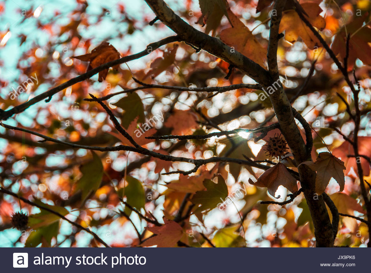 Schönen Baum mit bunten Blättern. Herbst Hintergrund. Stockfoto