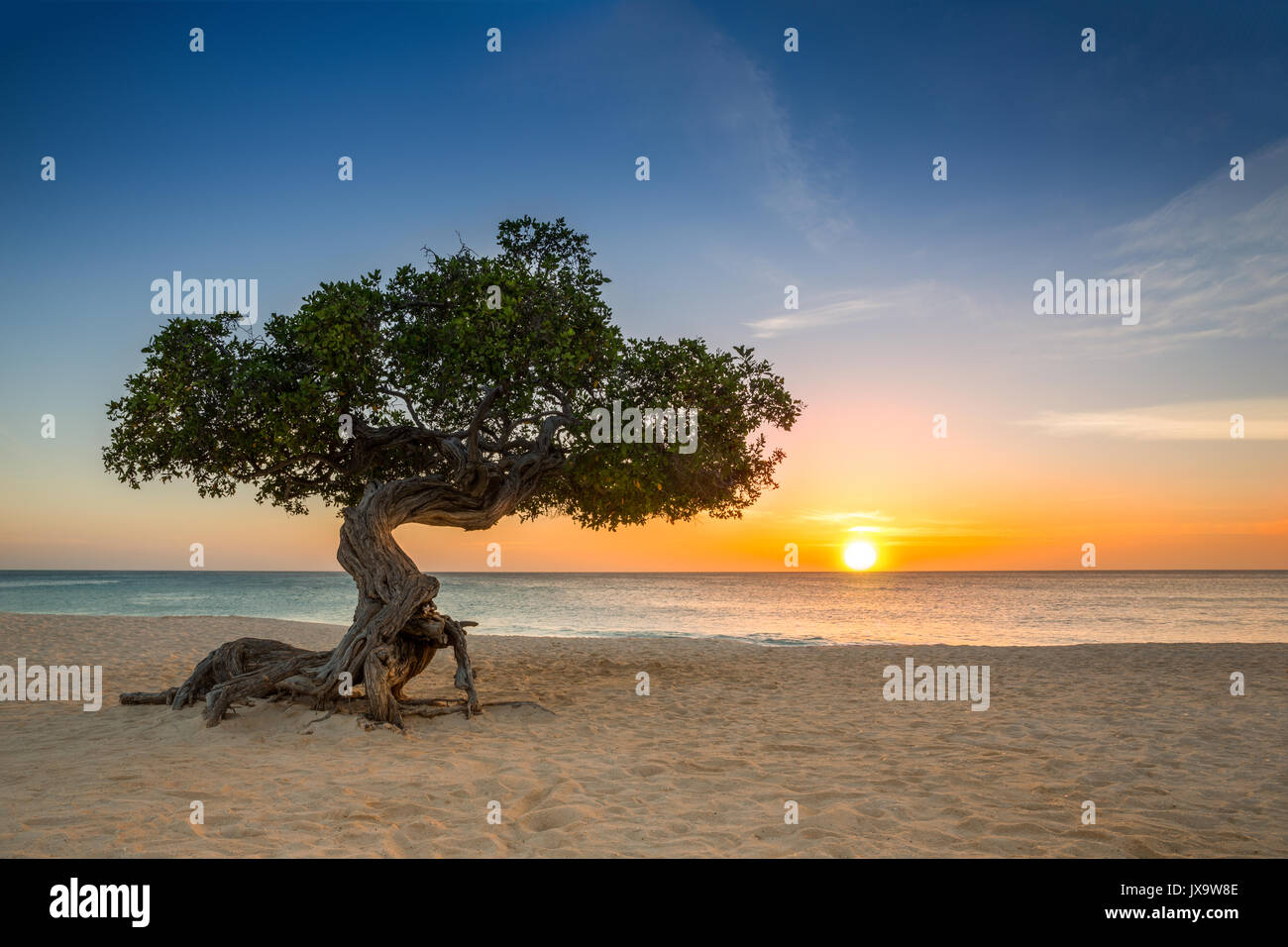 Divi-divi Baum am Eagle Beach. Die berühmten Divi Divi Baum ist Arubas natürliche Kompass, die immer in Richtung Südwesten durch den Handel gewinnen Stockfoto