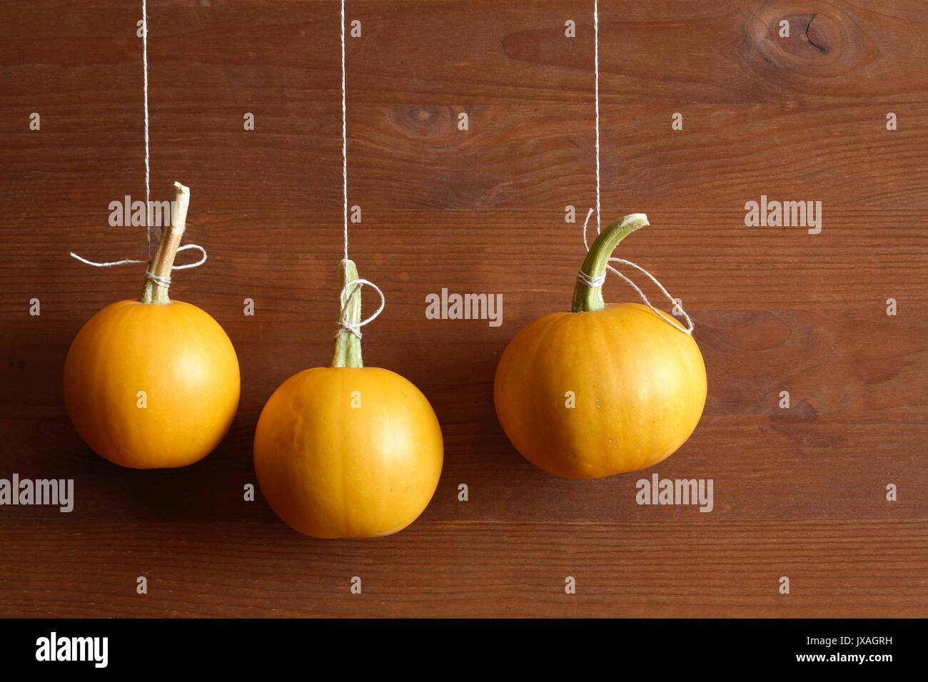 Halloween Symbol. Drei Kürbisse hängen mit Seil gegen Holz- Hintergrund Stockfoto