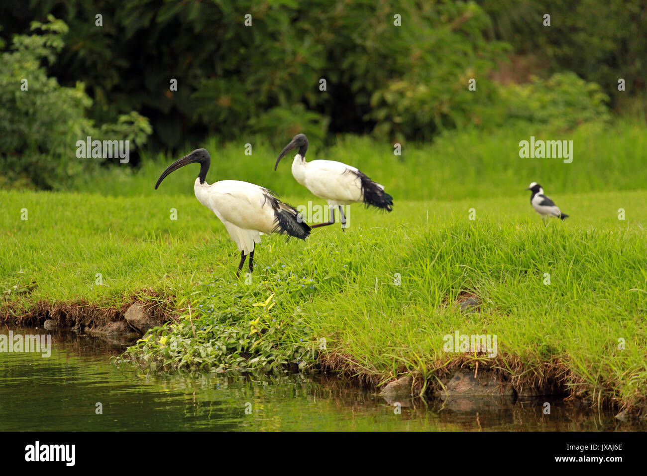 Afrikanische heiliger ibis, Sun City, Südafrika Stockfoto